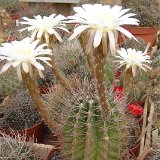 Echinopsis leucantha shaferi ©JLcoll.1438.jpg